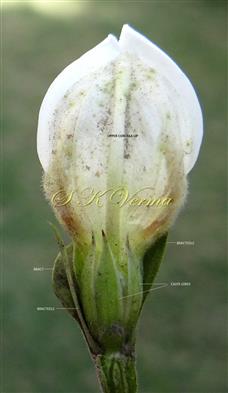  Calyx, bract and bracteoles